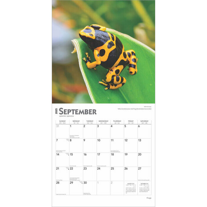Calendrier 2025 Grenouilles Batraciens Rainettes