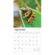 Calendrier 2025 Grenouilles Batraciens Rainettes