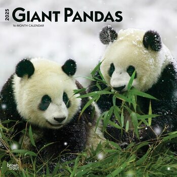 Calendrier 2025 Pandas Géants