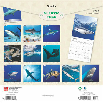 Calendrier 2025 Requins Requins-Blancs