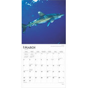 Calendrier 2025 Requins Requins-Blancs