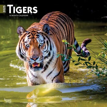 Calendrier 2025 Les plus Grand Félins Tigres