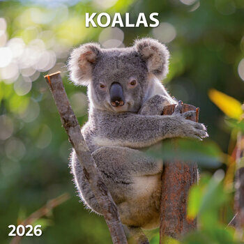 Calendrier 2026 Koalas Marsupial Australie avec Poster Offert