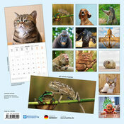 Calendrier Papier 2026 Animaux Funny Drles avec Poster Offert