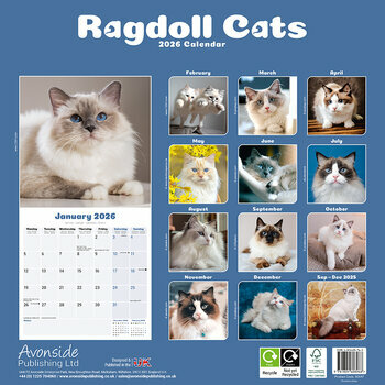 Calendrier 2026 Chat de Race Ragdoll