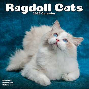 Calendrier 2026 Chat de Race Ragdoll