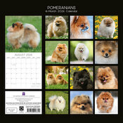 Calendrier papier 2026 Spitz Nain