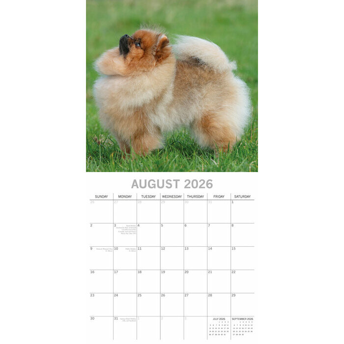 Calendrier Mural  2026 Spitz Nain