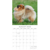 Calendrier Mural  2026 Spitz Nain