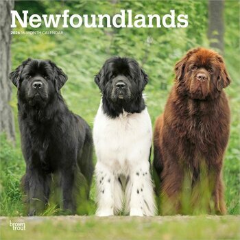 Calendrier 2026 Chien Race Terre Neuve Calendrier 2026 Chien Race Terre Neuve