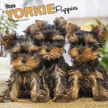 Calendrier 2026 Chien Race Yorkshire Terrier Chiots Calendrier 2026 Chien Race Yorkshire Terrier Chiots