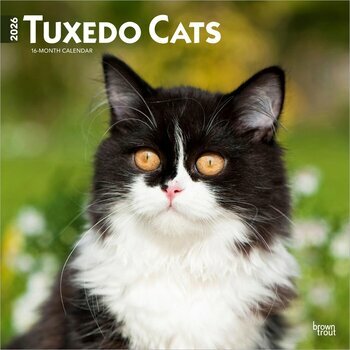 Calendrier 2026 Chats de Race Tuxedo Calendrier 2026 Chats de Race Tuxedo