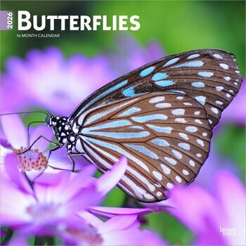 Calendrier 2026 Beauté des Papillons Calendrier 2026 Beauté des Papillons